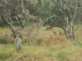 /album/fotogaleria/fauna-juninense-1-jpg/